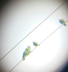 Amazona viridigenalis