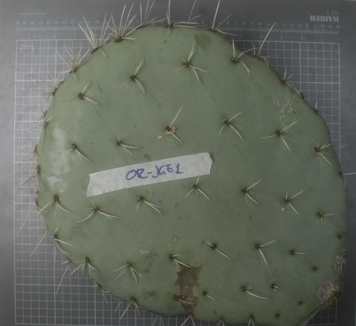 nopal tapón