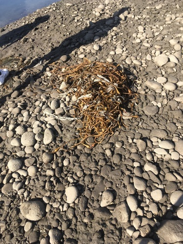 iNaturalist observation photo of Giant Kelp
