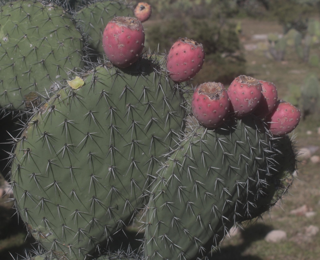 Nopal cardón (Cactáceas de Guanajuato) · NaturaLista Mexico