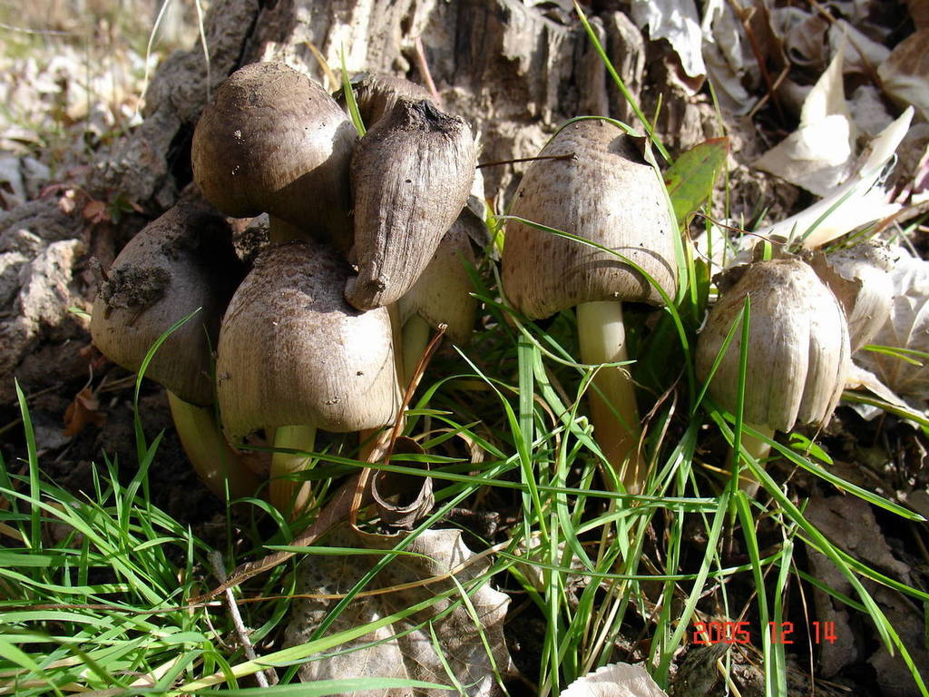 Coprinopsis Romagnesiana Hongos De Tijuana · Inaturalist