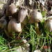 Coprinopsis romagnesiana - Photo (c) anónimo, algunos derechos reservados (CC BY-SA)