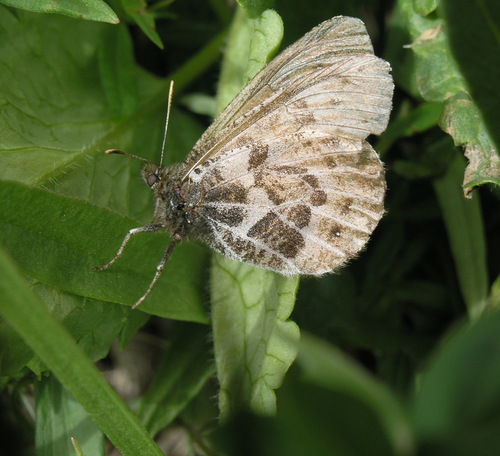 Oeneis sculda