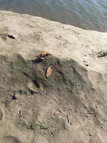 iNaturalist observation photo of Striped Shore Crab
