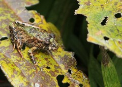 Castanets Free-Toed Froglet photo 2
