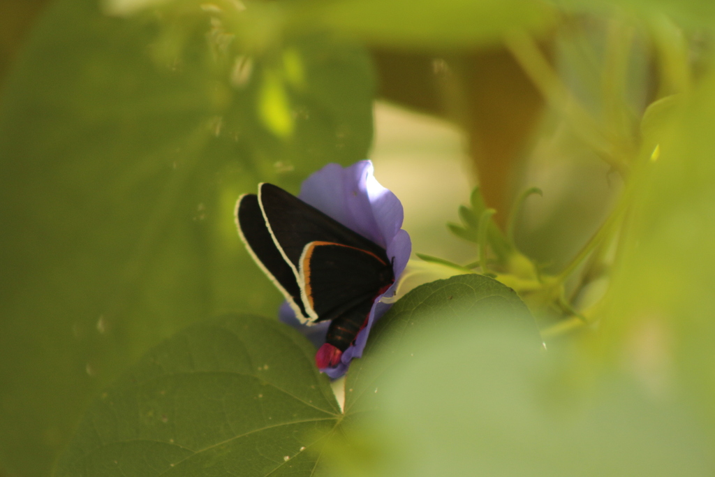 Blue-collared Firetip