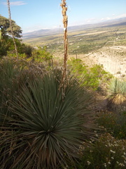 Dasylirion parryanum