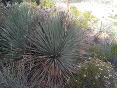 Dasylirion parryanum