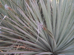 Dasylirion parryanum