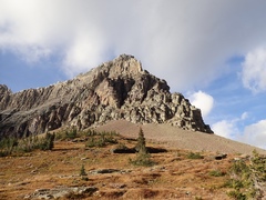 Diplodictyae