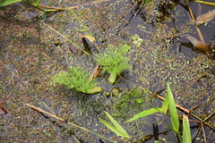 Ceratopteris pteridoides