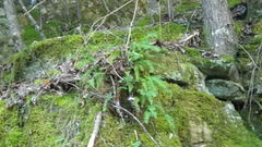 Polypodium appalachianum