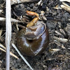 Helminthoglypta umbilicata