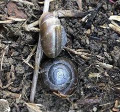 Helminthoglypta umbilicata