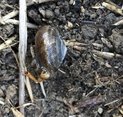 Helminthoglypta umbilicata