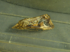 Hypocala deflorata