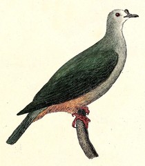 Micronesian Imperial-Pigeon photo 2