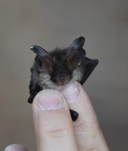 Plecotus austriacus