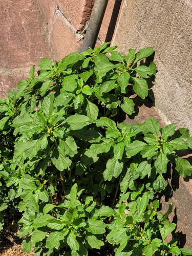 Representative image of Amaranthus blitum