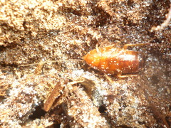 Parcoblatta fulvescens