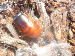 Parcoblatta fulvescens