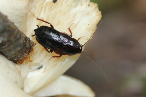 Uhler's Wood Cockroach photo 5