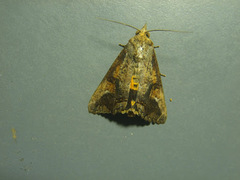 Hypocala deflorata