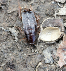 Parcoblatta virginica