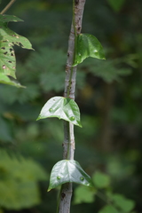 Passiflora vespertilio