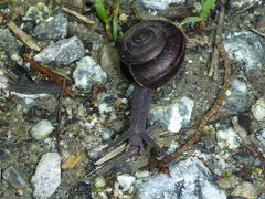 Helminthoglypta sequoicola