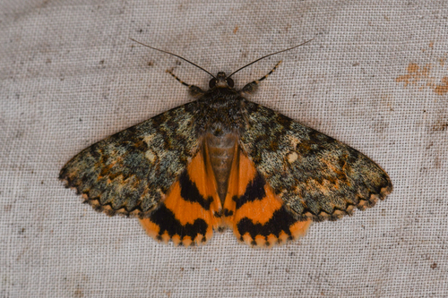 Andromache Underwing photo 2