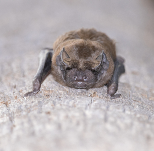 Giant Noctule
