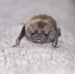 Giant Noctule photo 3