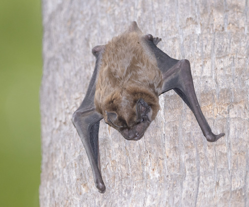 Giant Noctule
