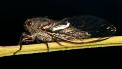 Gelidea torrida