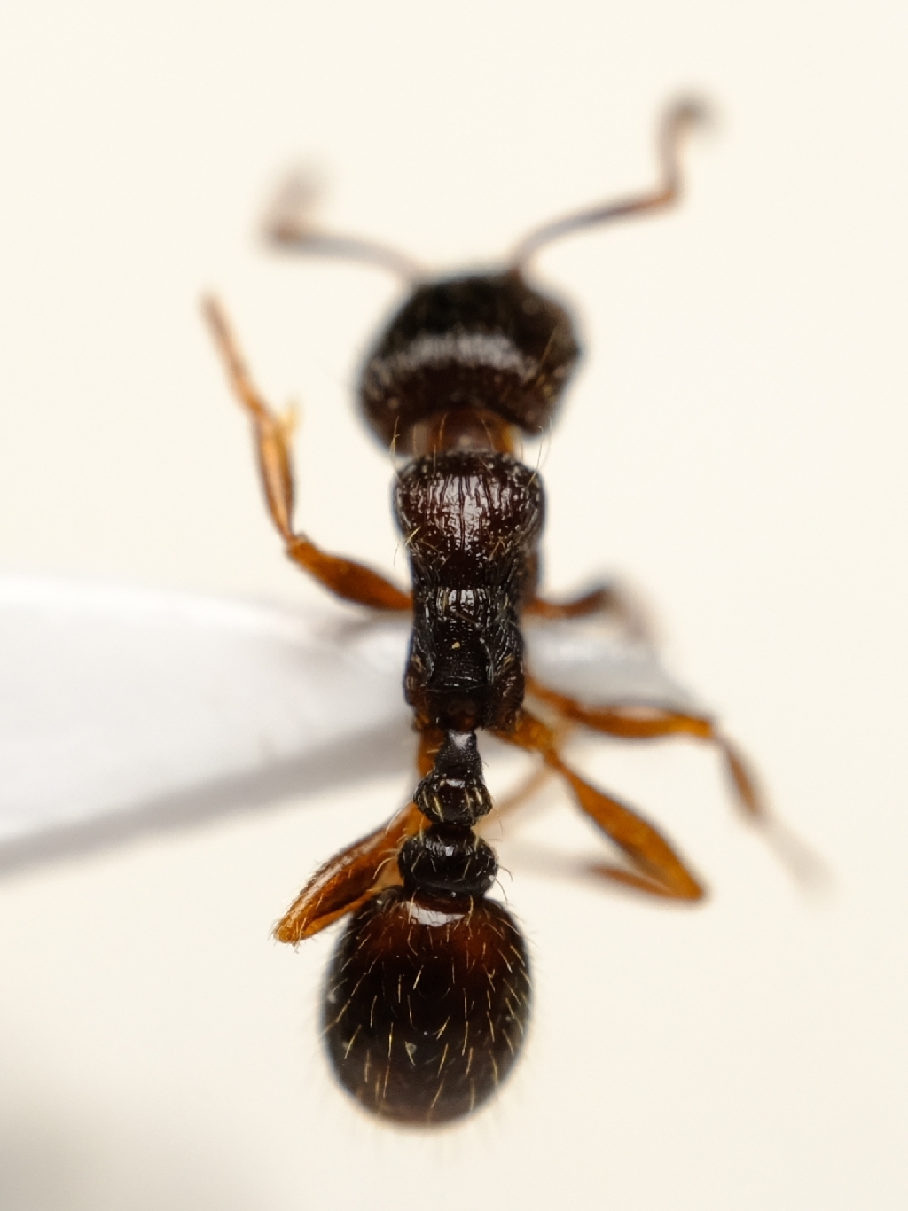 Tetramorium impurum