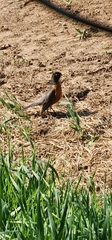Turdus migratorius image