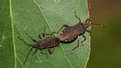 Gelonus tasmanicus