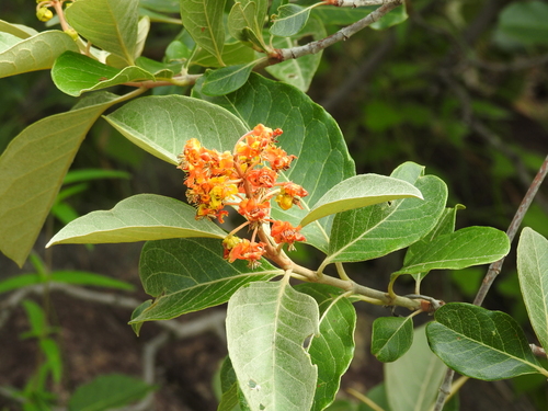 Byrsonima crassifolia