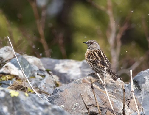Altai Accentor (Prunella himalayana), photo 9
