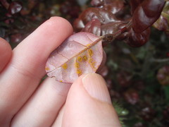 Austropuccinia psidii image