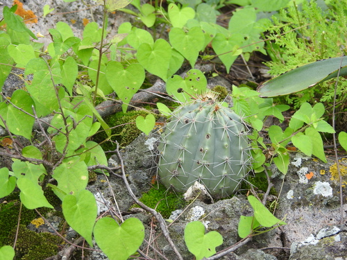 Echinocereus subinermis
