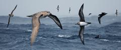 Trindade Petrel photo 2