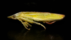 Reuplemmeles hobartensis