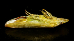 Reuplemmeles hobartensis