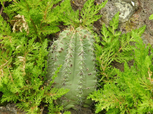 Echinocereus subinermis