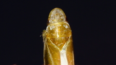 Reuplemmeles hobartensis