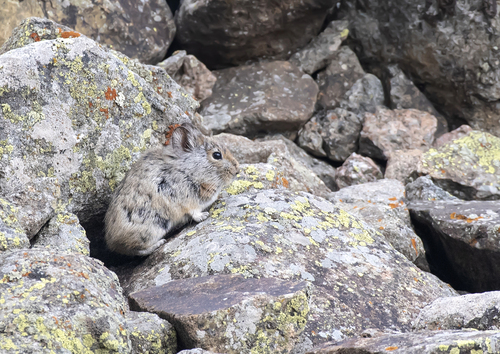 Large-eared Pika