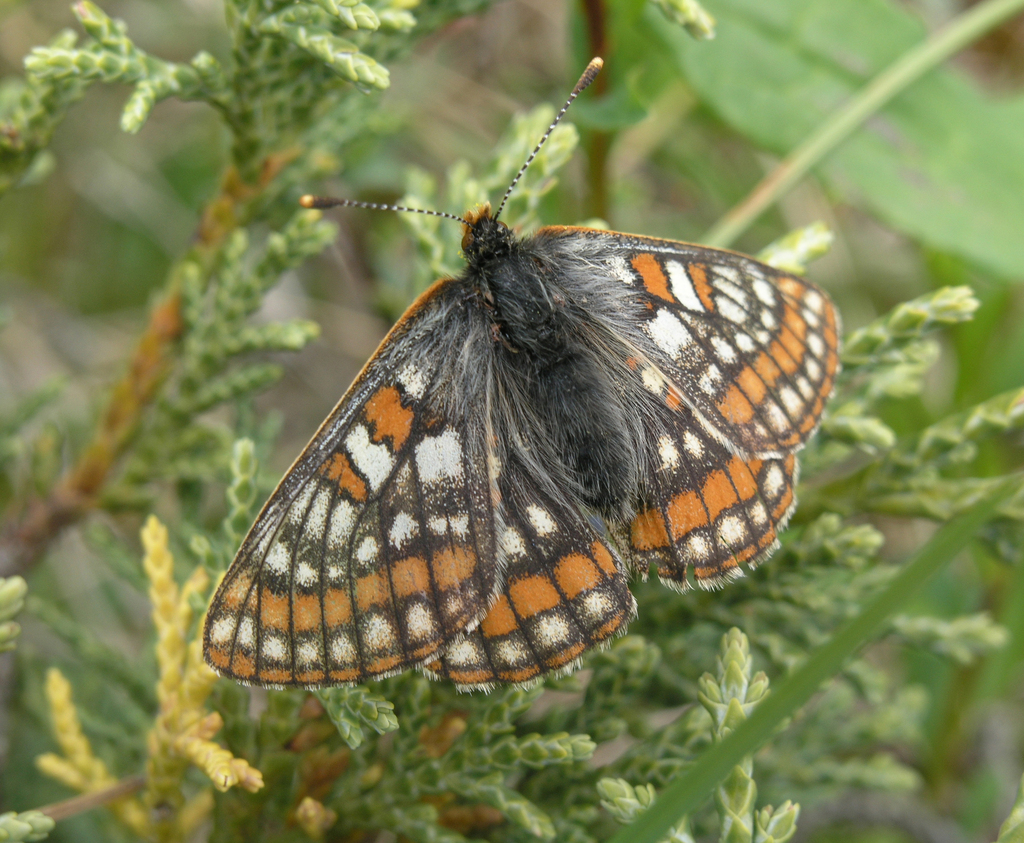 Euphydryas iduna