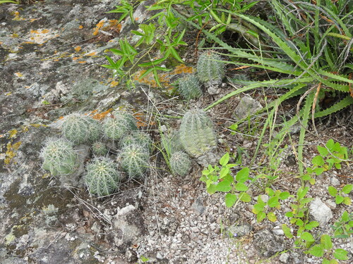 Echinocereus subinermis
